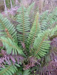 Polystichum vestitum. Mature plant growing from an erect rhizome.
 Image: L.R. Perrie © Leon Perrie CC BY-NC 3.0 NZ